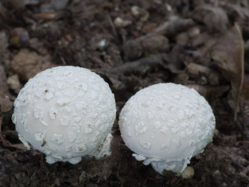 Lycoperdon mammiforme